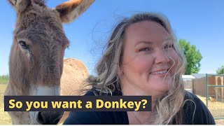 Should I buy a donkey? 15 things you need to consider before getting a donkey.