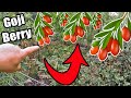 Important! If You Plant Goji Berries In Your Garden Don't Do This!!