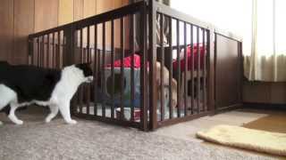 猫とチワワの朝ご飯 -Breakfast time for Cats \u0026 Dogs-