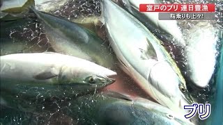 室戸のブリが連日豊漁　脂乗りも上々　【高知】 (22/04/05 19:50)