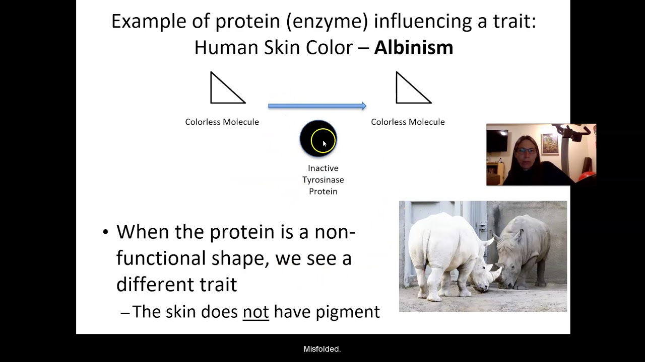 BIO B: Genetics - Inheritance, Lesson 2 1: Proteins To Traits - YouTube