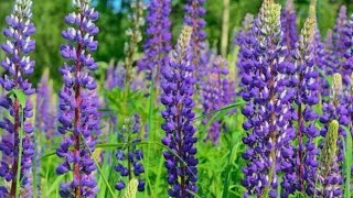 How to grow Lupine wild Blue Lupine🌱