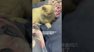 哪里出了问题猫咪 日常vlog 萌宠出道计划