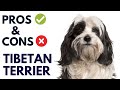 Tibetan Terrier Dog Pros and Cons | Tibetan Terrier Advantages and Disadvantages #AnimalPlatoon