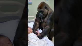 Gorillas accompany sick babies. #gorillababy #animals #gorilla #monkey #cute