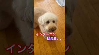 ※説明欄見てね！インターホンに吠える時の理由と対策 #犬のしつけ #dog #ドッグトレーニング