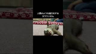 カワウソはみんなこんな寝方します#shorts