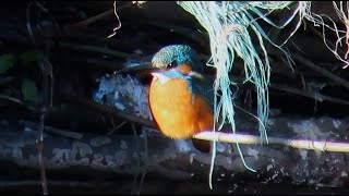 カワセミ調布地区お父さん 2025 01 10 #カワセミ #野鳥 #birds #wildlife #nature #自然観察ぶらり散歩