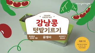 [아이스크림 X 꿈쟁이] 텃밭 강낭콩 기르기 세트