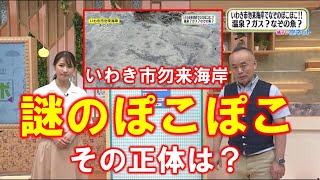 【いわき市勿来海岸 謎のぽこぽこ その正体は？】空ネット（８月３０日放送）