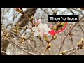 Japan Announces Early Start to Cherry Blossom Season