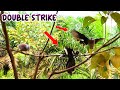 VIRAL...! Twig Turtledove Fish Attacked by 2 Wild Birds