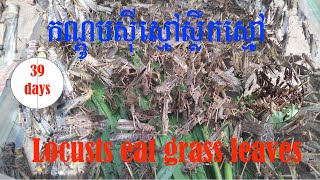 កណ្តូបមានអាយុ៣៩​ថ្ងៃ  locusts 39 days lovely #កណ្តូបចិញ្ចឹម #កណ្តូបធម្មជាតិ #ចិញ្ចឹមកណ្តូប