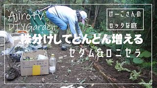 【DIYガーデニング】けーこさんのロックな庭づくり。株分けロニセラ＆セダム植え付け。株分けしてどんどん増やします。#66