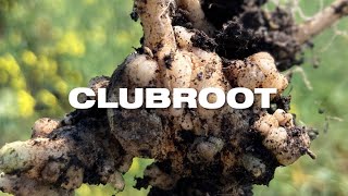 InVigor in a Minute - Clubroot-resistant hybrids | BASF