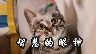 救命！它居然会捂脸了！｜阿姆西