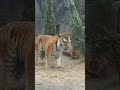 ビリビリ⚡️電気柵は怖いよね😨【アースの鬼門はここだ👉】 のんほいパーク 豊橋動物園 アース アムールトラ