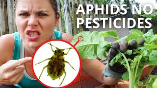 Don't Use Pesticides to kill aphids. Do this instead!