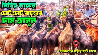 ছোট ছোট বিভিন্ন জাতের বাছুরের দাম জানুন ! হযরতপুর গরুর হাট ২০২৪! banglar goru