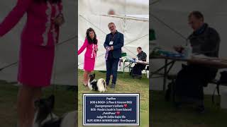 Papillon Ponda´s Team at Alpe Adria Winner Dogshow in Slovenia