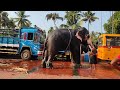 വഴിയരികിൽ കണ്ട കരിമ്പ് എടുത്ത് അയ്യപ്പൻ chirakkatt ayyappan elephant in kerala ആന