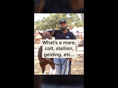 Why are horses called GGS?