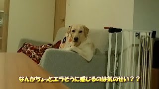 肘をついた姿に貫録があるラブラドールレトリバー【こまちの日常動画】