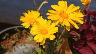 அழகிய மஞ்சள் நிற மலர் # பூ# Beautiful yellow flower