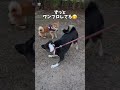 突然の解散 shorts 柴犬 dog