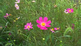 有希の好きな曲「秋桜」（カラオケ・コラボ「まりにゃさん」）