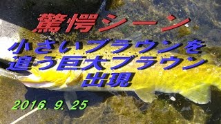 2016.9.25　「つり部会」　★驚愕映像公開★　７０㎝超の巨大ブラウンが小さなブラウンを追う 　北海道の釣り