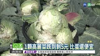 賣5元高麗菜籌兒學費 農民心酸