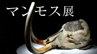 マンモス展 ユカギルマンモスの冷凍標本を特別に撮影させてもらった！