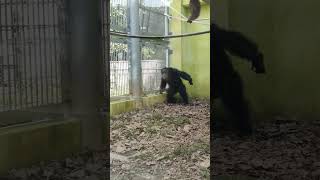 厚夏🌞㉓チンパンジー・モコイチくん・スグルくん・ギンくん・沖縄こどもの国・・・Chimpanzee ・Okinawa Zoo \u0026 Museum(20240801)