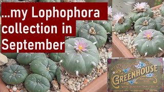 Meet my Lophophora collection...spineless cactus beauties! #cacti #peyote #cactus #cactuscollection