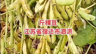 高产大豆新品种亩产1500斤关注我送种子