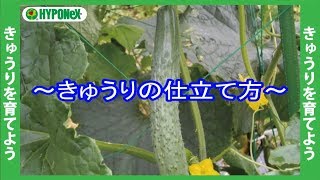 🥒立派なきゅうりを育てるコツ(仕立て方のポイント)#おいしいきゅうりの育て方 03