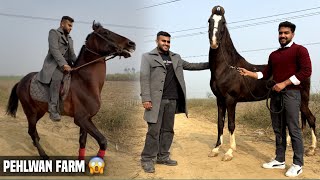 ⁠@abhinavhoon Ke Commando Horse Ne Ride se Gira Diya😱