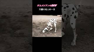 ダルメシアンのDIY  穴掘り名人の一日　 #犬#ダルメシアン#ペット