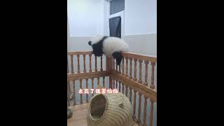 Baby Fu DouDou trying to escape like MengLan 🤣🐼|SmartBabyPanda| Cute Otter