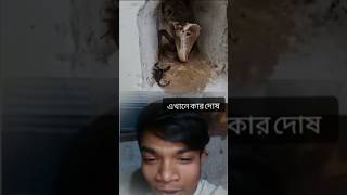 বন্ধু বেশী না একটায় যথেষ্ট এই ভিডিওটা তাঁর প্রোমান #foryou #animals #cow #taigar #viralvideo