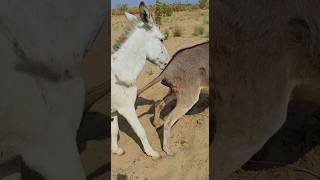 donkeys animals Masti water videos