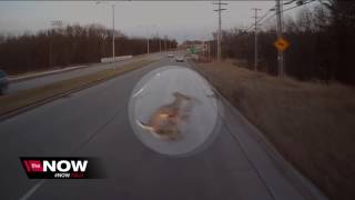 Milwaukee County bus driver narrowly misses deer running across road