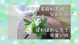 ミニチュアサイズのお花が大好き♪ Vol.9 蕎麦の花 他