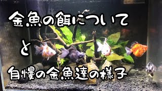 金魚の餌の話と自慢の金魚たちの様子の回　金魚大好き悠tube