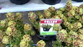 Spring Trials 2016: New Coleus