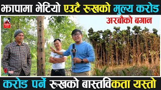 झापामा भेटियो एउटै रुखको मुल्य करोड भन्दा माथि @NagarikAawazMedia