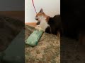 ネズミで遊ぶ毛玉　 ラガマフィン 三毛猫 cat 子猫 ラガマフィン