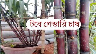 গেন্ডারি চাষ। আখ চাষ।কশুর চাষ।কোন জমিতে গেন্ডারি চাষ ভালো হয়।আখের রশের উপকারী।