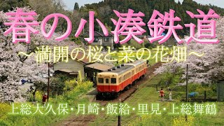 【春の小湊鉄道】~満開の桜と咲き誇る菜の花~上総大久保・月崎・飯給・里見・上総舞鶴